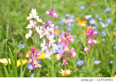 松崎の田んぼをつかった花畑 松崎の田んぼをつかった花畑 13458465