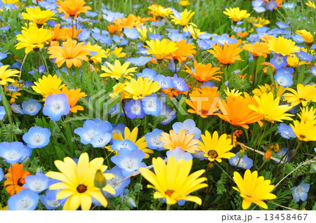 松崎の田んぼをつかった花畑 13458467