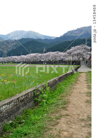 松崎の田んぼをつかった花畑 13458469