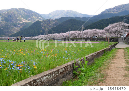 松崎の田んぼをつかった花畑 13458470