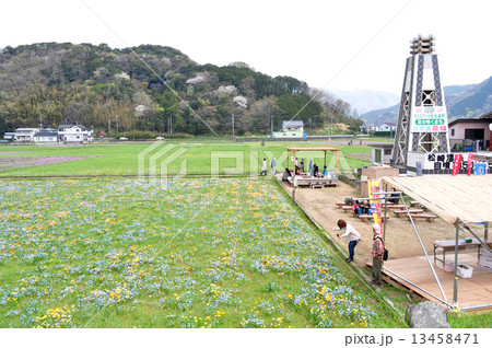 松崎の田んぼをつかった花畑 13458471