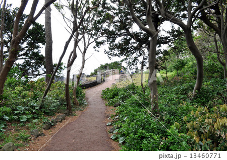 城ヶ崎海岸ピクニカルコース 13460771