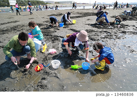 家族で潮干狩り 13460836
