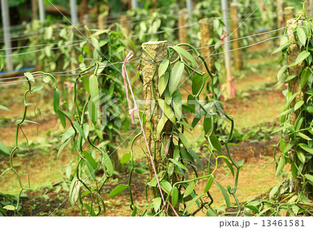 vanilla planifolia andrews  13461581
