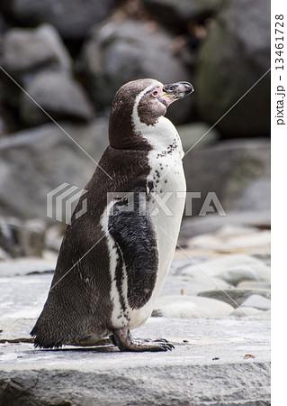 Humboldt penguin 13461728