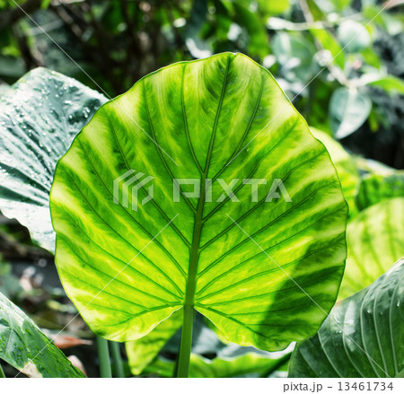 Big brightly green leaf Big brightly green leaf 13461734