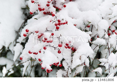 雪と南天　 13461806