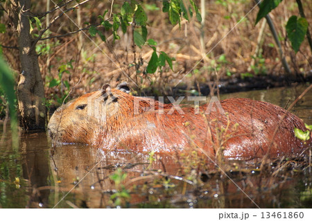 カピパラ 13461860