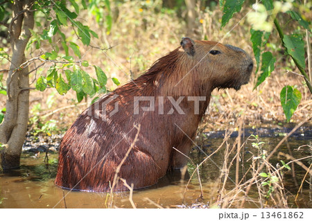 カピパラ 13461862