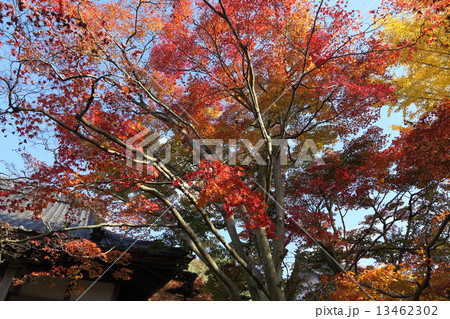香川県観音寺市大野原町「法泉寺」の紅葉 香川県観音寺市大野原町「法泉寺」の紅葉 13462302
