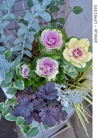 葉ボタンの寄せ植え 13462305