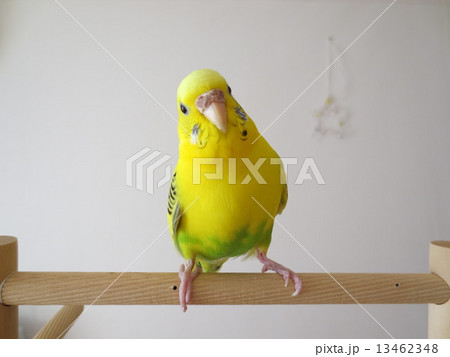 黄色いセキセイインコ 黄色いセキセイインコ 13462348
