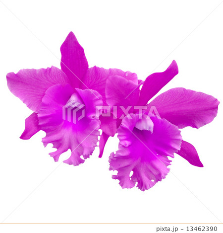 Thai Cattleya (Cattleya hybrids.). 13462390