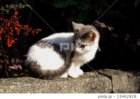 白色の子猫 白色の子猫 13462826