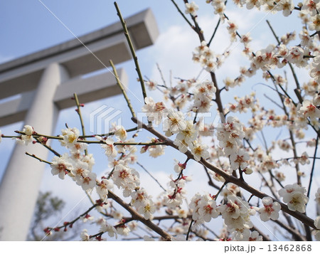 長岡天神の梅 長岡天神の梅 13462868