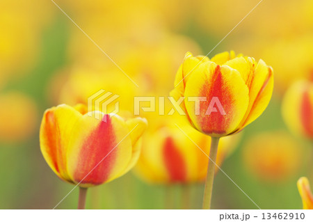 黄色とオレンジ色の混色チューリップ 13462910