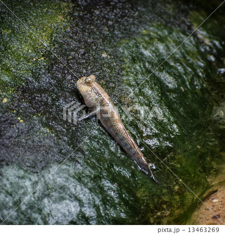 Atlantic mudskipper (Periophthalmus barbarus) Atlantic mudskipper (Periophthalmus barbarus) 13463269