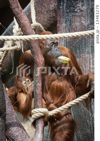 Female orangutan with a baby 13463270
