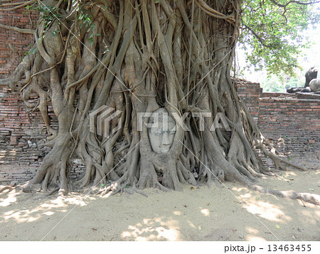 タイの仏頭 13463455