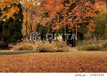 秋・揃い組 13463492