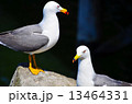 2羽のカモメ 2羽のカモメ 13464331