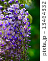 藤の花 藤の花 13464332