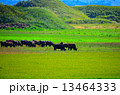 放牧 放牧 13464333