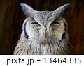 薄目のフクロウ 薄目のフクロウ 13464335