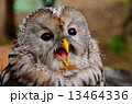 口を開けるフクロウ 口を開けるフクロウ 13464336