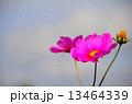 コスモス コスモス 13464339