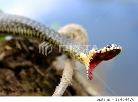 Natrix. Snake . Natrix. Snake . 13464476