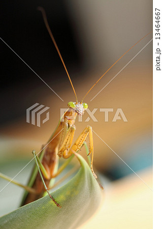 カマキリ 13464667