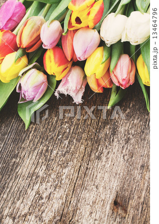 pile  of multicolored  tulips 13464796