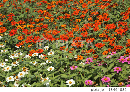 ジニア ジニア 13464882