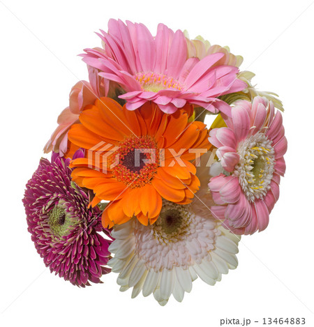 ガーベラ ガーベラ 13464883