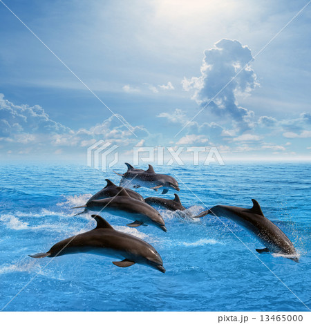Dolphins jumping Dolphins jumping 13465000