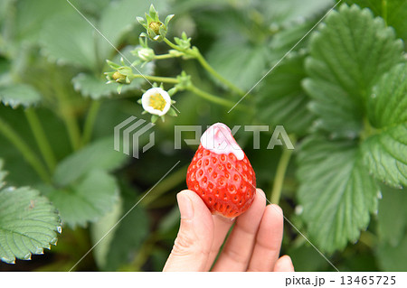 いちご狩り 13465725