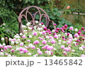 ガーデン 13465842