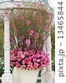 薔薇 13465844