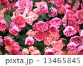薔薇 13465845
