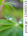 水滴 13466519