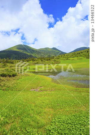 八甲田山 田茂萢湿原のチングルマ 八甲田山 田茂萢湿原のチングルマ 13466522