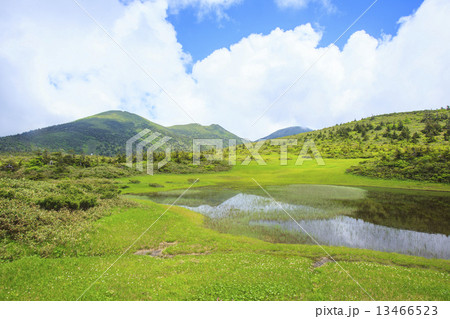 八甲田山　田茂萢湿原のチングルマ 13466523