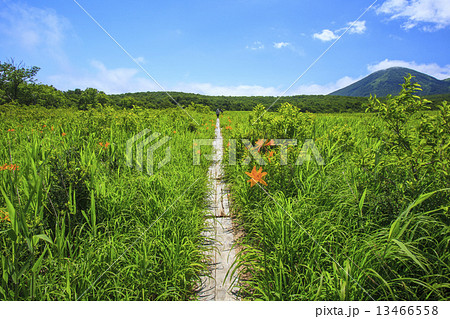 ニッコウキスゲと木道 13466558