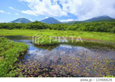 田代平湿原の睡蓮と八甲田山 13466626