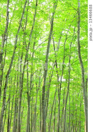 美人林のブナ林 美人林のブナ林 13466688