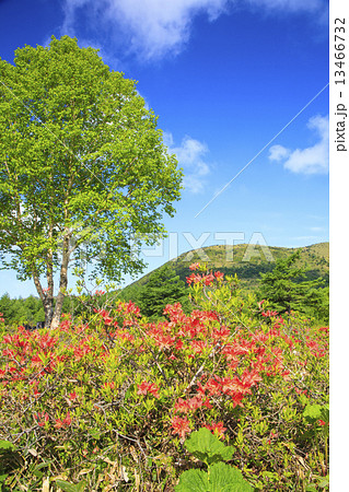 レンゲツツジと湯の丸山 レンゲツツジと湯の丸山 13466732