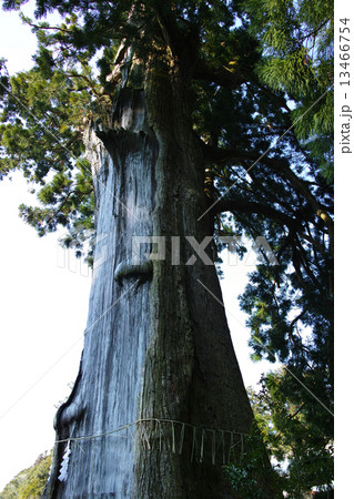 千葉県 清澄の大杉 千葉県 清澄の大杉 13466754