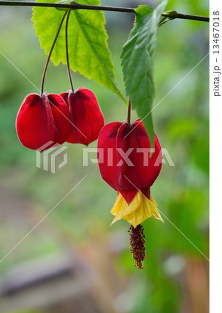 ウキツリボク(アブチロン) ウキツリボク(アブチロン) 13467018