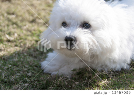 白犬 13467039